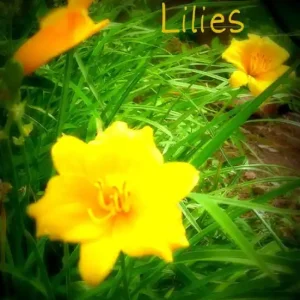 Lilies New Release